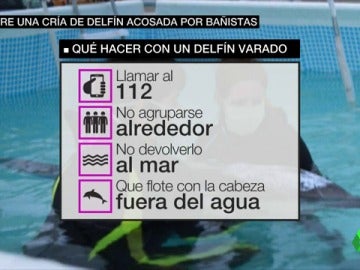 Llamar al 112 y no reintroducirlo en el mar, así es cómo debes actuar si te encuentras un animal varado en la playa Llamar al 112 y no reintroducirlo en el mar, así es cómo debes actuar si te encuentras un animal varado en la playa
