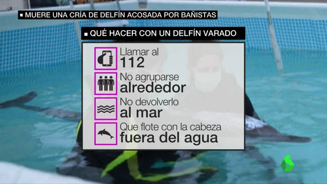 Llamar al 112 y no reintroducirlo en el mar, así es cómo debes actuar si te encuentras un animal varado en la playa 