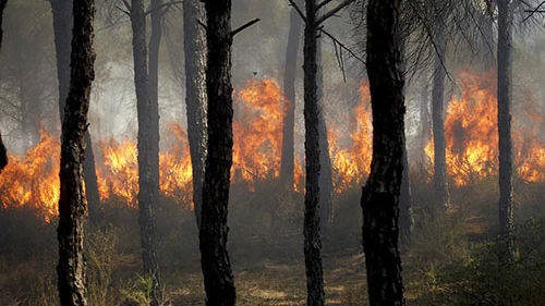 Incendio en Cartaya, Huelva