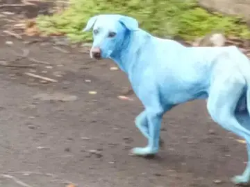 Perro de color azul por la contaminación Perro de color azul por la contaminación