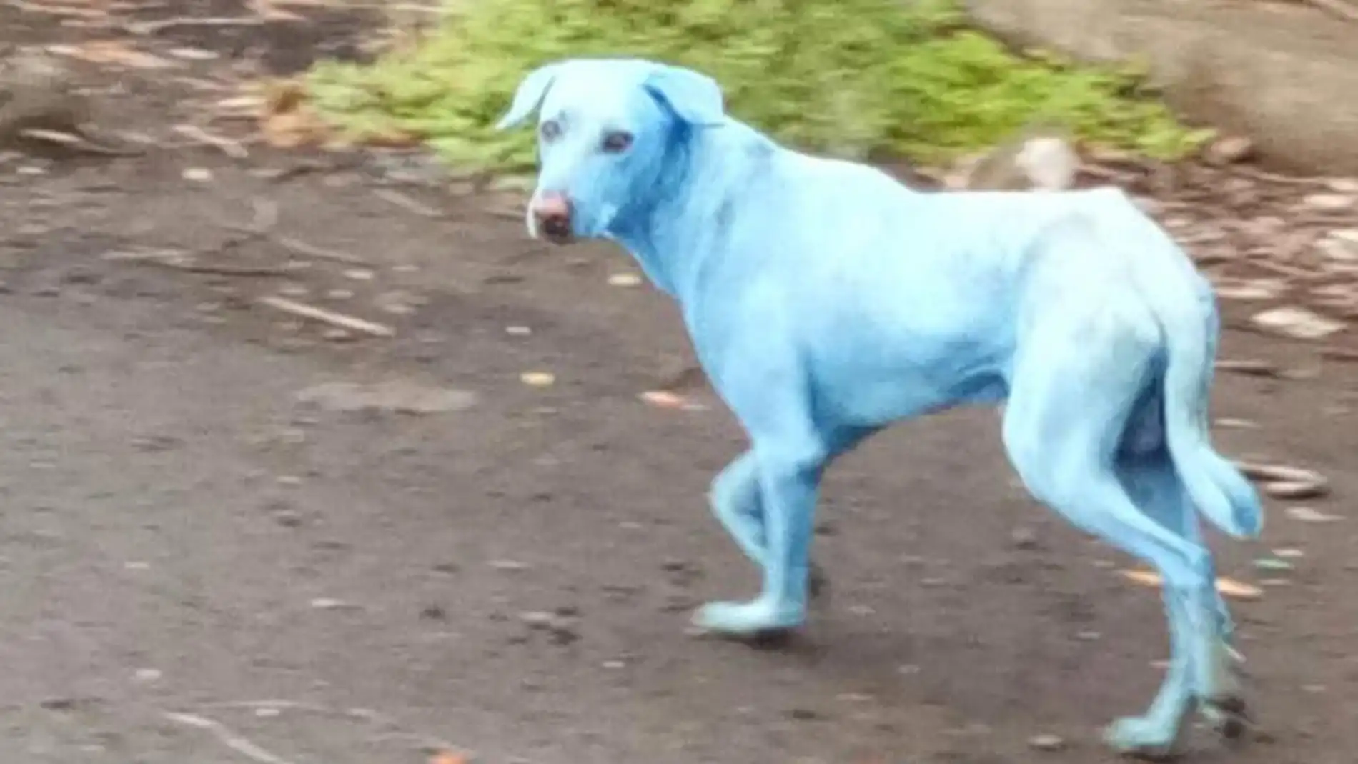 Perro de color azul por la contaminación