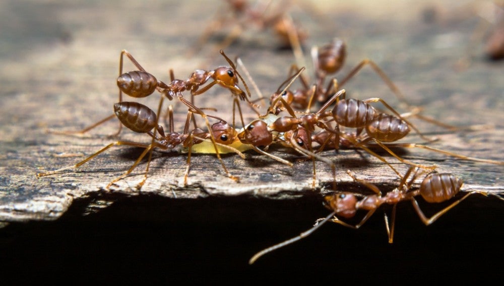 Un grupo de hormigas