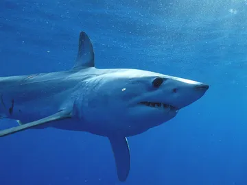 Tiburón mako Tiburón mako