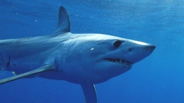 Tiburón mako