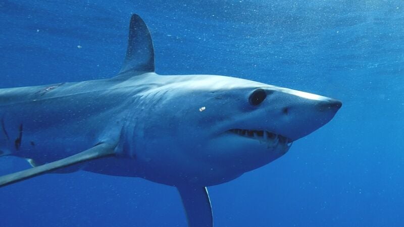 La sobrepesca amenaza a uno de los tiburones más rápidos del océano