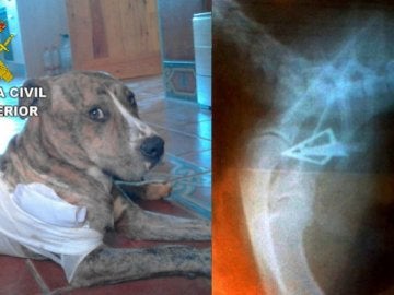 El perro tuvo que ser operado de urgencia debido a la gravedad de la herida El perro tuvo que ser operado de urgencia debido a la gravedad de la herida