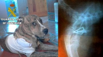 El perro tuvo que ser operado de urgencia debido a la gravedad de la herida