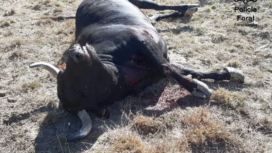 Toro abatido por la Policía Toro abatido por la Policía
