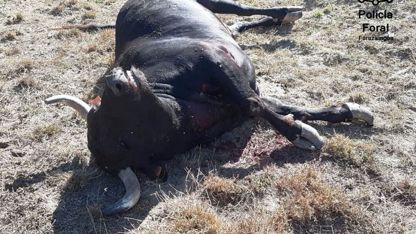 Toro abatido por la Polic&iacute;a