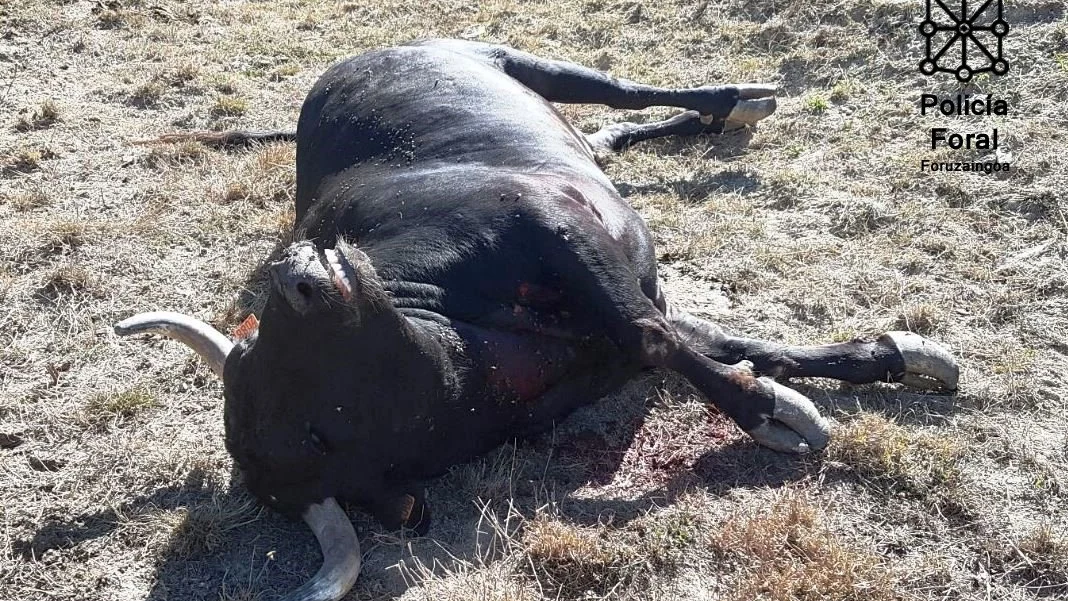 Toro abatido por la Policía