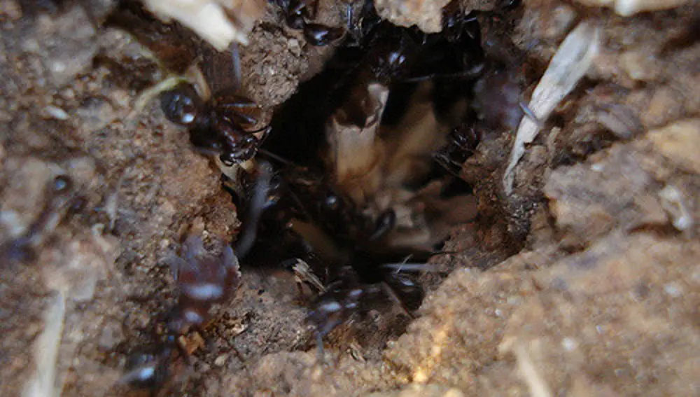 Las hormigas limpian sus nidos de suciedad, pero dejan los excrementos