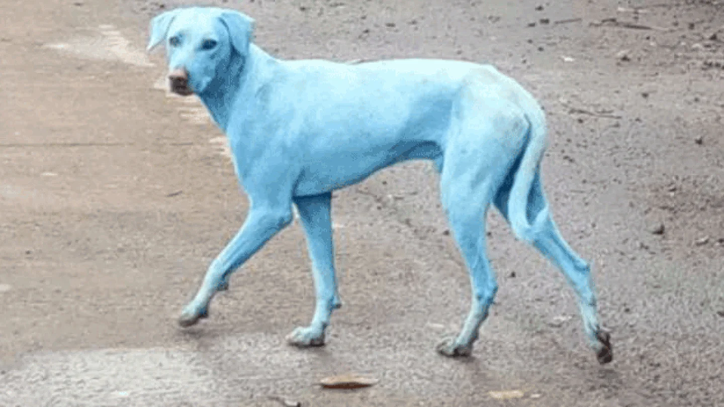 Uno de los perros afectamos por la contaminación Uno de los perros afectamos por la contaminación