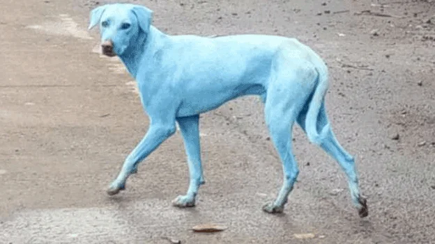 Uno de los perros afectamos por la contaminación