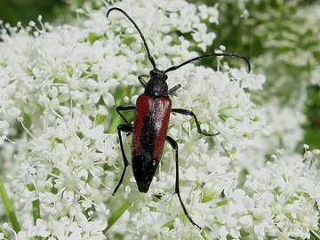 Los insectos aprovechan al máximo sus recursos, incluso sus excreciones Los insectos aprovechan al máximo sus recursos, incluso sus excreciones