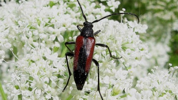 Los insectos aprovechan al máximo sus recursos, incluso sus excreciones
