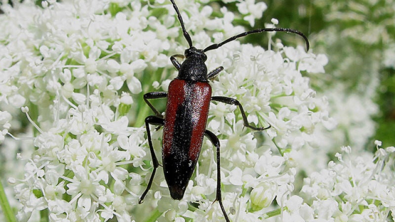 Heces multifunción: el polifacético mundo de los excrementos de los insectos