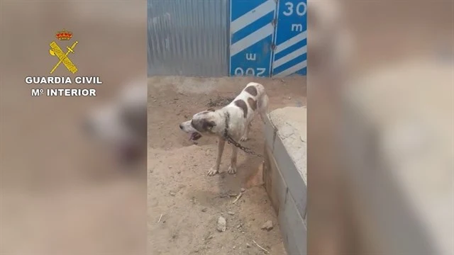 Uno de los animales encontrados en la finca de Sorbas