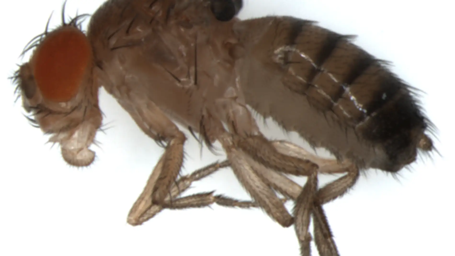 Drosophila melanogaster