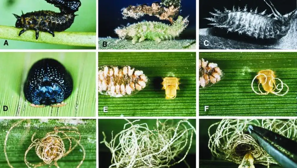 Las larvas de diferentes especies de escarabajos usan sus heces para construir refugios