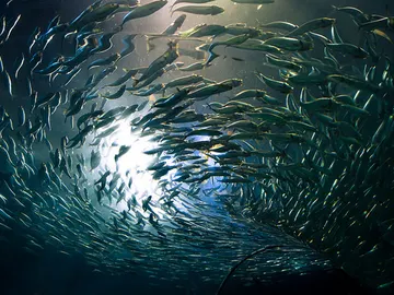 Los compuestos volátiles liberados por los plásticos confunden a los peces Los compuestos volátiles liberados por los plásticos confunden a los peces