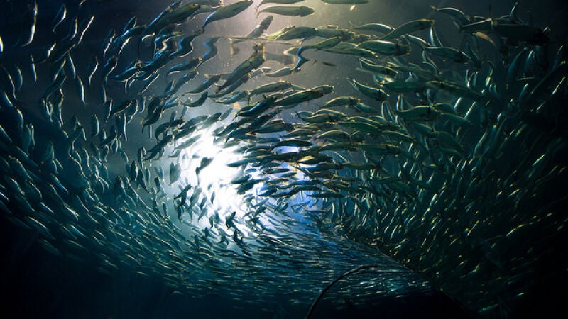 Los peces comen plástico porque les huele bien