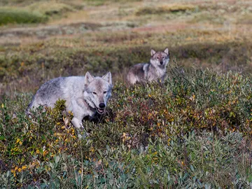 Lobos ibéricos Lobos ibéricos