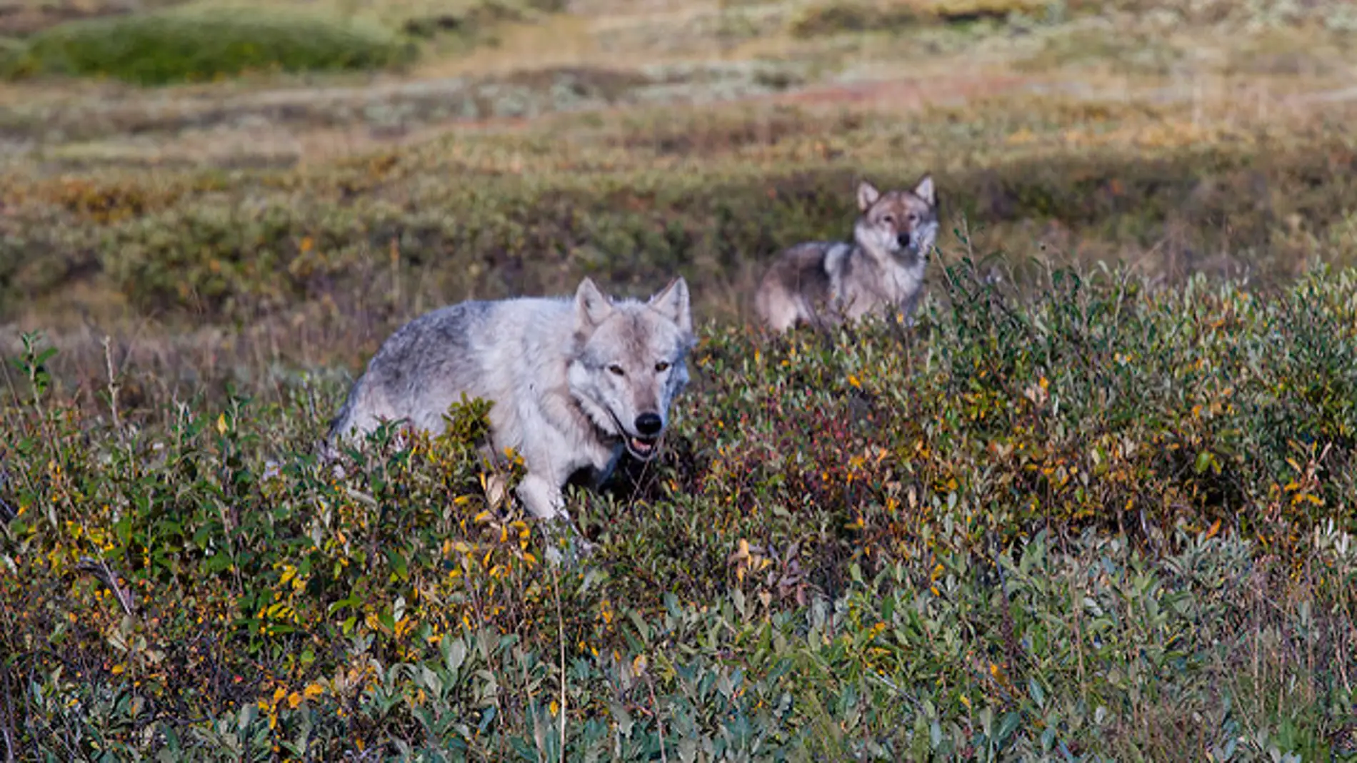 La WWF pide que se frene el “exterminio oficial” del lobo en Asturias
