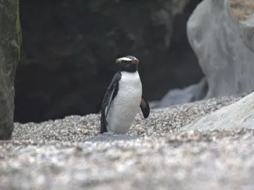 Este es el pingüino de Fiordland o ‘Eudyptes pachyrhynchus’, una de las especies a las que pertenecen los restos Este es el pingüino de Fiordland o ‘Eudyptes pachyrhynchus’, una de las especies a las que pertenecen los restos