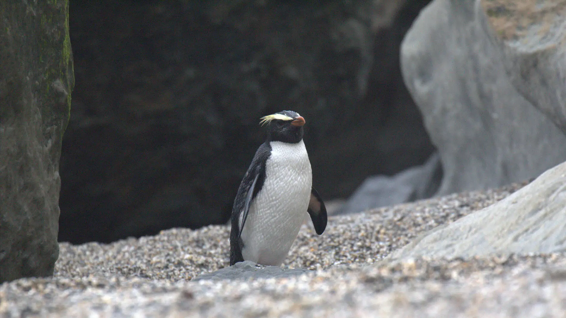 Este es el pingüino de Fiordland o ‘Eudyptes pachyrhynchus’, una de las especies a las que pertenecen los restos