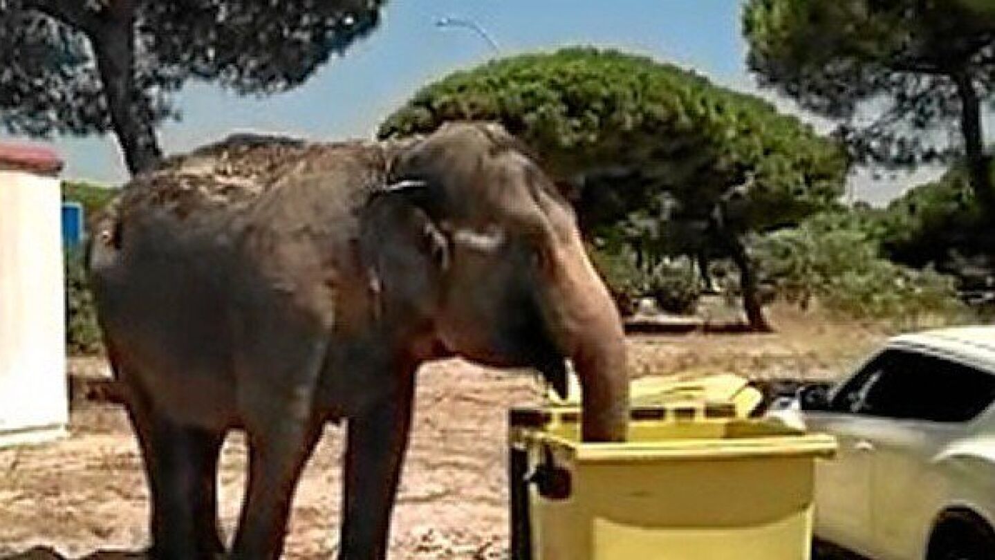 El animal estuvo rebuscando comida entre la basura tras escaparse del circo