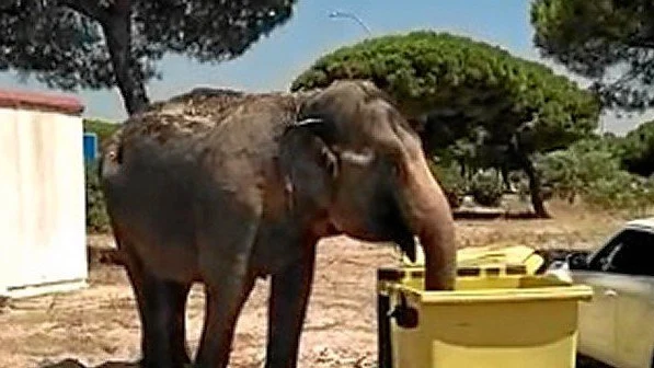 El animal estuvo rebuscando comida entre la basura tras escaparse del circo