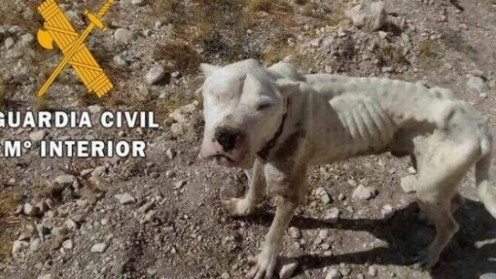 El cachorro rescatado ten&iacute;a s&iacute;ntomas de desnutrici&oacute;n, deshidrataci&oacute;n y afecci&oacute;n por leishmaniosis