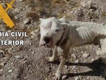 El cachorro rescatado tenía síntomas de desnutrición, deshidratación y afección por leishmaniosis El cachorro rescatado tenía síntomas de desnutrición, deshidratación y afección por leishmaniosis