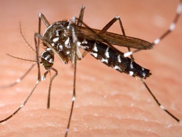 Mosquito Aedes albopictus 