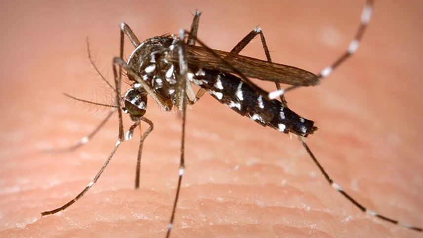 Mosquito Aedes albopictus 