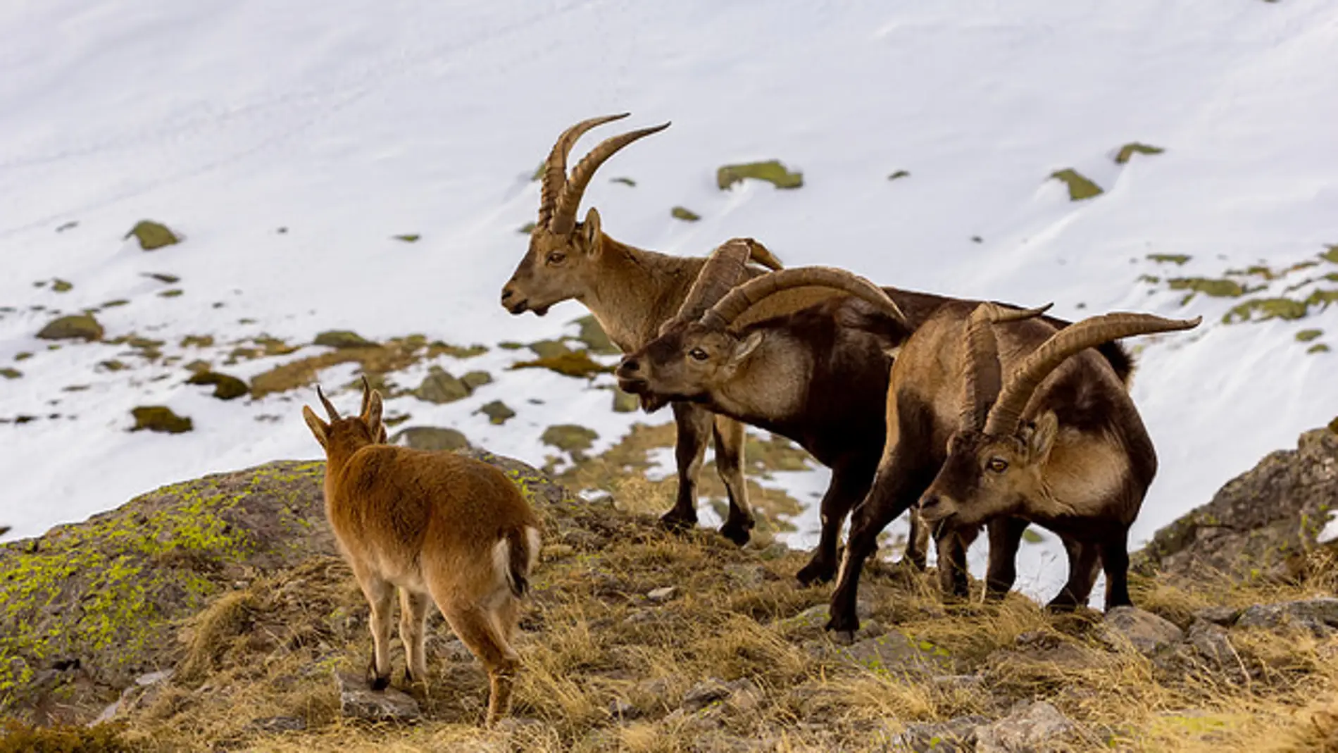 Los paises con mayor biodiversidad de Europa no siempre reciben mas fondos