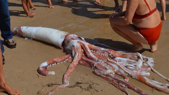 Imagen del calamar gigante encontrado en la playa del Sabl&oacute;n
