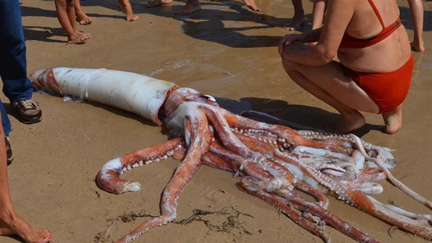 Imagen del calamar gigante encontrado en la playa del Sablón Imagen del calamar gigante encontrado en la playa del Sablón