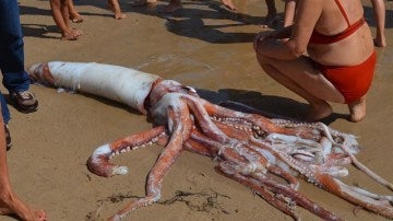 Imagen del calamar gigante encontrado en la playa del Sablón