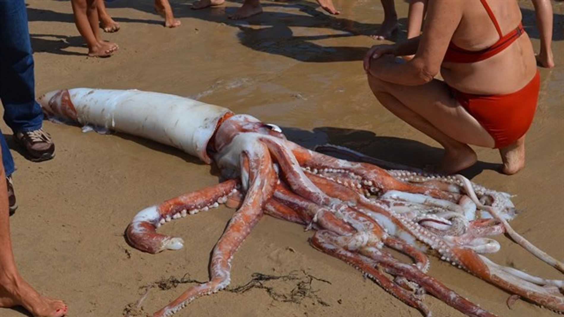 Imagen del calamar gigante encontrado en la playa del Sablón