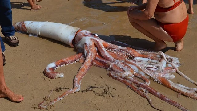 Imagen del calamar gigante encontrado en la playa del Sablón