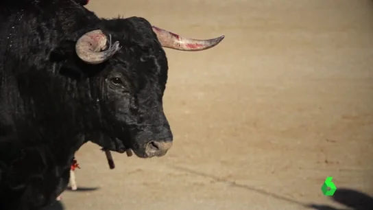 'Tauromaquia', el documental de Pacma donde representa una corrida de la forma más cruda posible 'Tauromaquia', el documental de Pacma donde representa una corrida de la forma más cruda posible