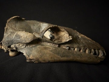 calavera fosilizada de una ballena primitiva llamada "Janjucetus" calavera fosilizada de una ballena primitiva llamada "Janjucetus"