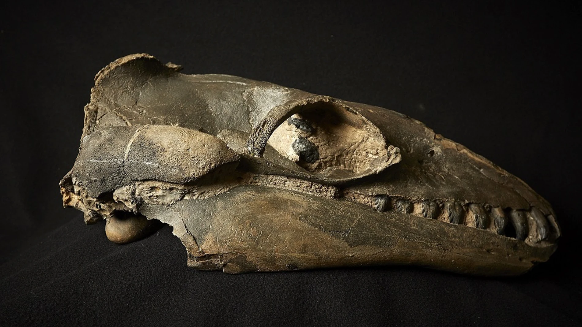  calavera fosilizada de una ballena primitiva llamada "Janjucetus"