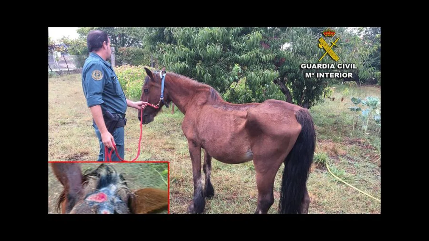 La yegua presentaba un estado de extrema delgadez y heridas abiertas en la cabeza La yegua presentaba un estado de extrema delgadez y heridas abiertas en la cabeza