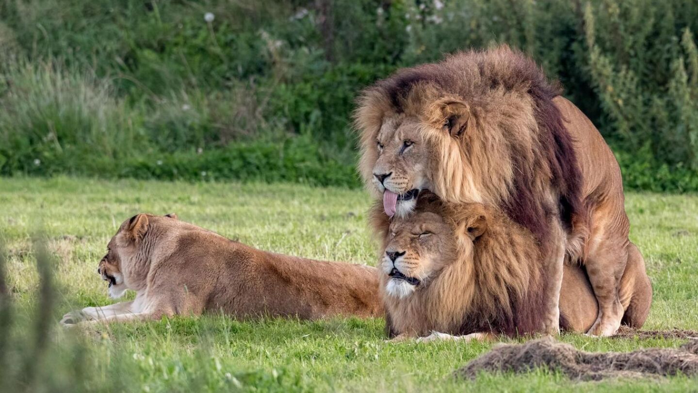  Fotograf&iacute;an a dos leones machos practicando sexo