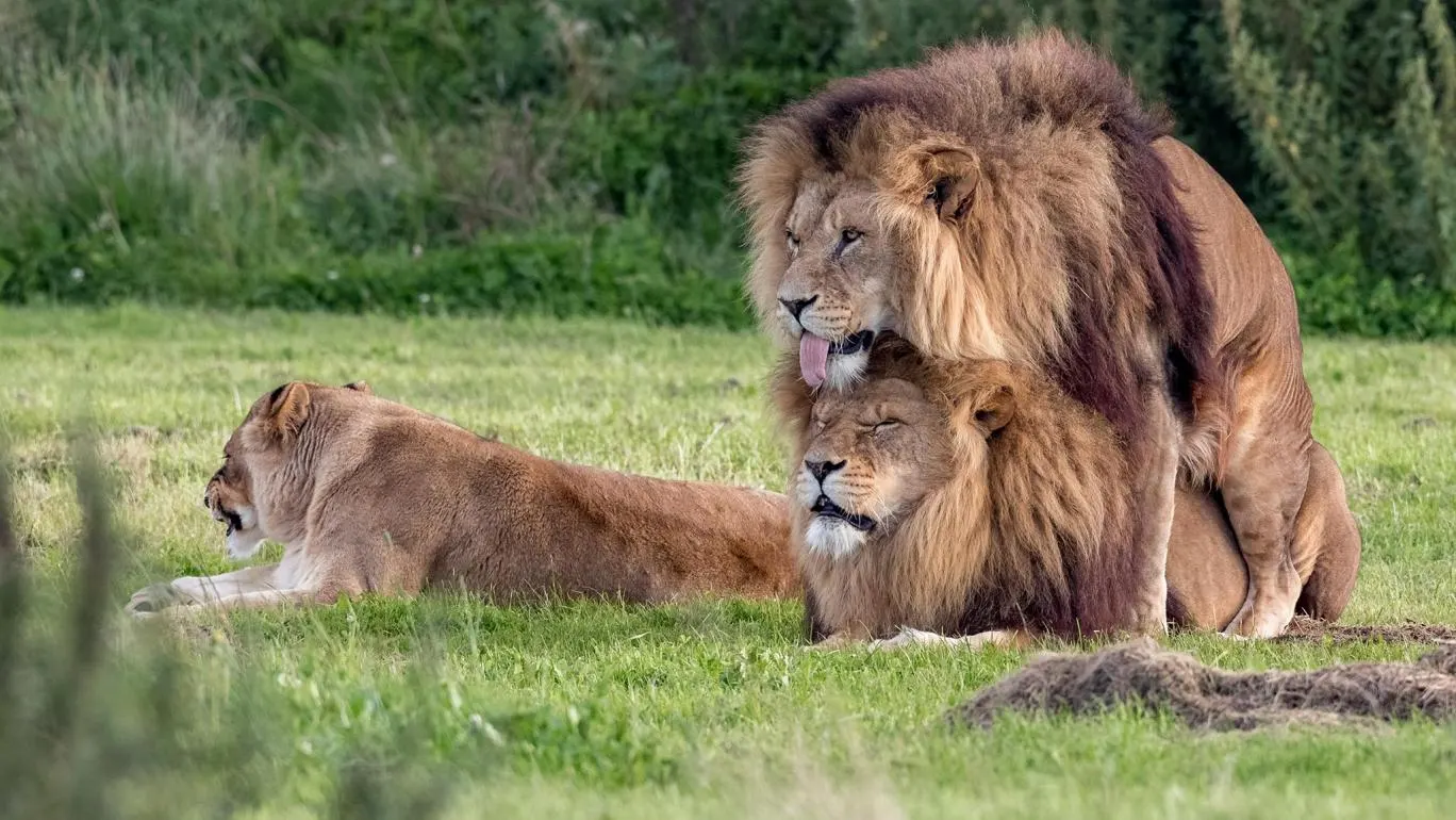  Fotografían a dos leones machos practicando sexo