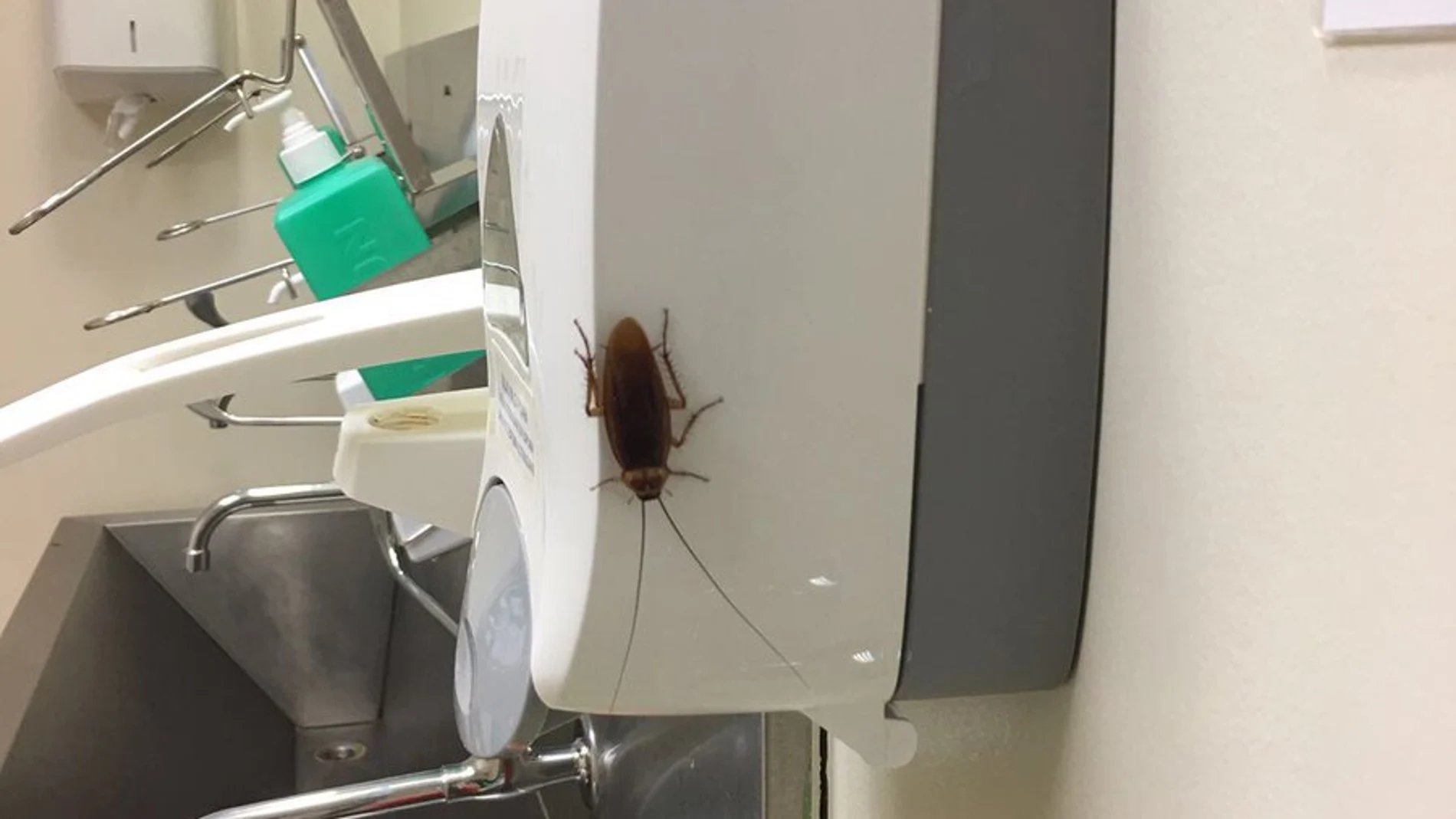protesta estrecho A fondo Aparece una cucaracha en un lavabo para cirujanos del hospital Gregorio  Marañón de Madrid
