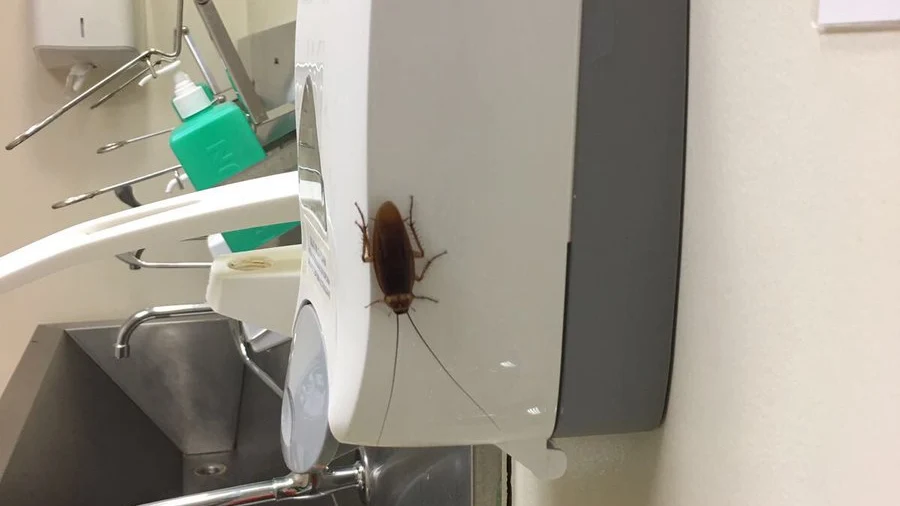 Cucaracha en el Gregorio Marañón