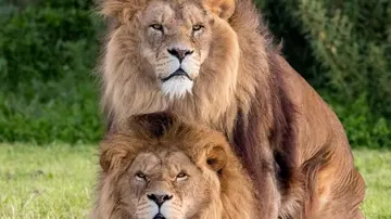 Dos leones practicando sexo en un parque natural de Reino Unido